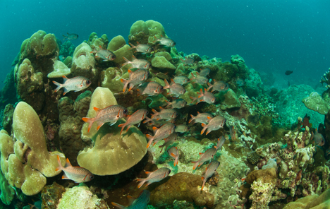 Snorkling Seychellene
