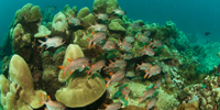 Korallrev Seychellene